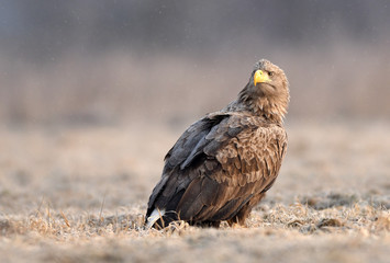White tailed eagle (Haliaeetus albicilla)