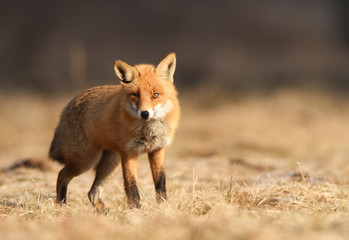 Naklejka na ściany i meble Fox (Vulpes vulpes)