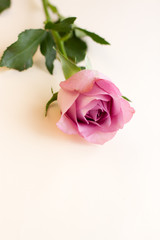 Fototapeta premium single lilac pion-shaped rose on light background, place for text