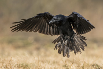 Fototapeta premium Kruk (Corvus corax)
