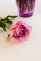 single lilac pion-shaped rose on light background, place for text