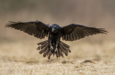 Raven (Corvus corax)
