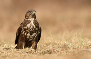 Common buzzard (Buteo buteo)