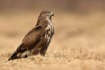 Common buzzard (Buteo buteo)