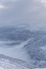 Fototapeta premium Frozen Forest, Mazandaran, Iran
