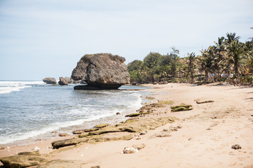 Obraz premium Sea-stacks on Bathsheba Beach in Barbados, Sand, Palm Trees