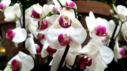 Naklejka na ściany i meble Pink and white orchids 