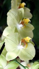 Three yellow orchid flowers
