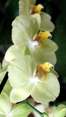 Three yellow orchid flowers
