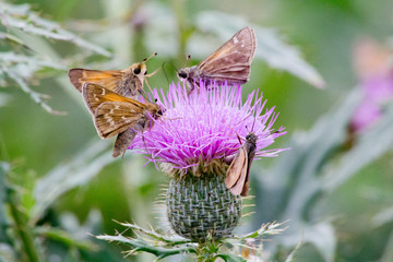 Four Moths on a Thistle