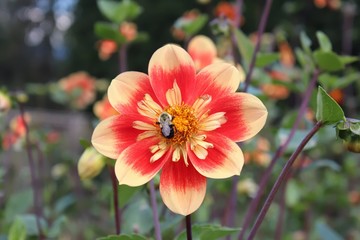 YELLOW AND ORANGE DAHLIA