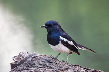 Oriental magpie-robin (Copsychus saularis) sitting on a tree in Keoladeo Ghana National Park, Bharatpur, India