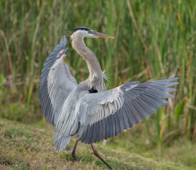Blue Heron posturing on the banks of the wetlands