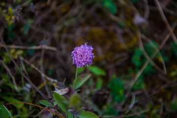 Purple head of allium