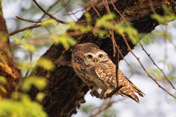 Spotted owlets (Athene brama) sitting on a tree in Keoladeo Ghana National Park,  Bharatpur, India.