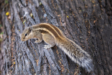Indian palm squirrel (Funambulus palmarum) sitting on a tree