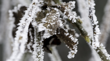 Photographed close up macro of frosted branches and leaves © Bartosz