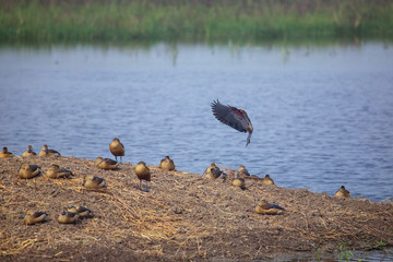 Flock of Lesser whistling ducks in Keoladeo Ghana National Park, Bharatpur, India.