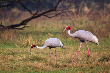 Sarus cranes (Grus antigone) in Keoladeo Ghana National Park, Bharatpur, Rajasthan, India