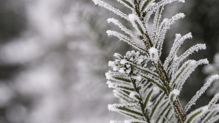 Branches covered with ice. Winter background © Bartosz