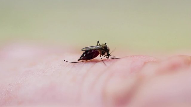 Mosquito sugando sangue.
