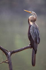 Oriental darter (Anhinga melanogaster) sitting on a tree in Keoladeo Ghana National Park, Bharatpur, India