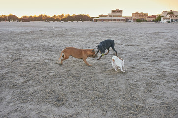 American Staffordshire terrier and Mongrell dog, Podenco, Jack Russel terrier and Doberman running on a beach