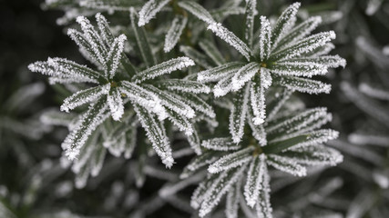  Morning frost on leaves. Close up © Bartosz