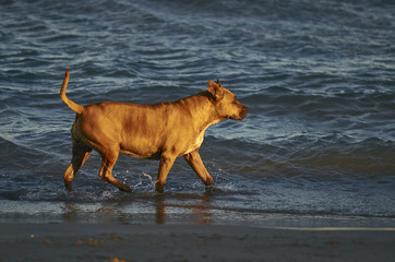 American Staffordshire terrier dog running on the beach at sunset