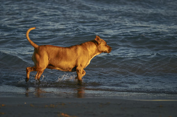 American Staffordshire terrier dog running on the beach at sunset