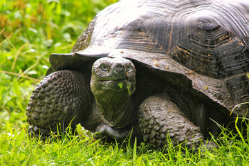 Galapagos giant tortoise on Santa Cruz Island in Galapagos National Park, Ecuador