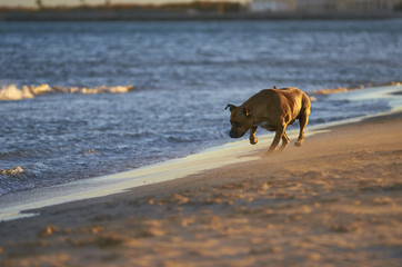 American Staffordshire terrier dog running on the beach at sunset