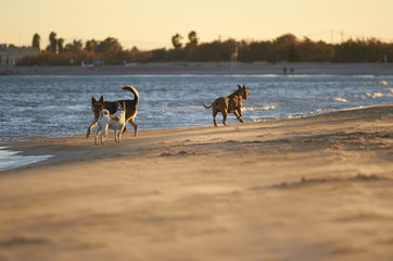 American Staffordshire terrier and Mongrell dog, Podenco, Jack Russel terrier running on a beach