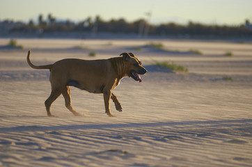 American Staffordshire terrier dog on the beach at sunset