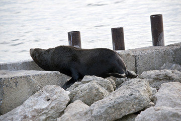 Fototapeta premium Australijskie foki