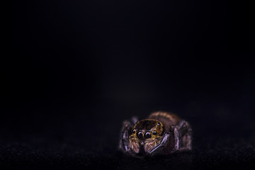 Macro on common tropical house spider straignt on frontal view with reflection in eyes