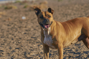 American Staffordshire terrier dog on the beach