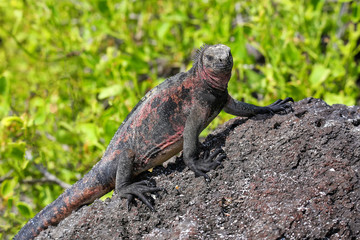 Marine iguana on Espanola Island, Galapagos National park, Ecuador