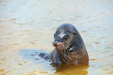 Galapagos sea lion playing at Gardner Bay, Espanola Island, Galapagos National park, Ecuador