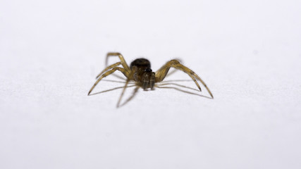 little light brown home spider on a white background - obrazy, fototapety, plakaty