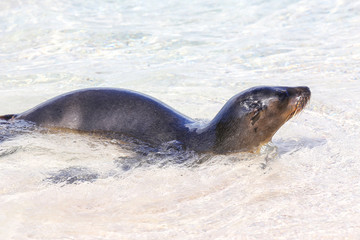 Galapagos sea lion playing in water on Espanola Island, Galapagos National park, Ecuador