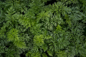 Green background of fern leaves, plush and dieffenbachia. Exotic plants. Flat composition concept.