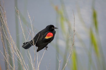 red winged blackbird perched at sunset