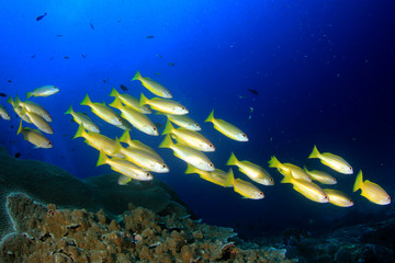 Fish on underwater coral reef