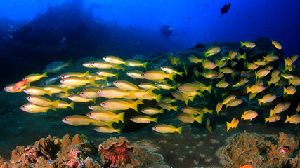 Fototapeta na wymiar Scuba diving on coral reef with fish