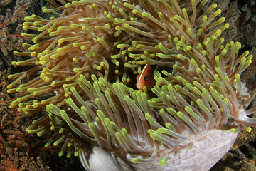 Naklejka na ściany i meble Clownfish anemonefish. Fish on underwater coral reef