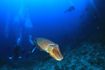 Scuba divers explore coral reef and fish