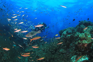 Naklejka na ściany i meble Scuba divers explore coral reef and fish