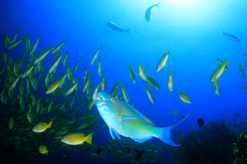 Fototapeta na wymiar Fish on coral reef underwater