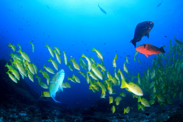 Naklejka na ściany i meble Fish on coral reef underwater